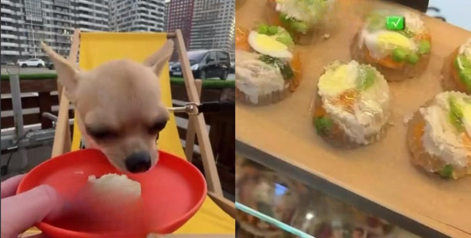 Первый фудтрак для собак Doggy Food Truck открыли в Киеве кафе для собак Doggy Food Truck в Киеве