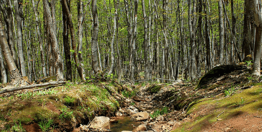 Девочку нашли в лесу, пропавшая девочка, домашнее животное, собаки, охраняли девочку, поиски ребенка, полиция, использовали беспилотники