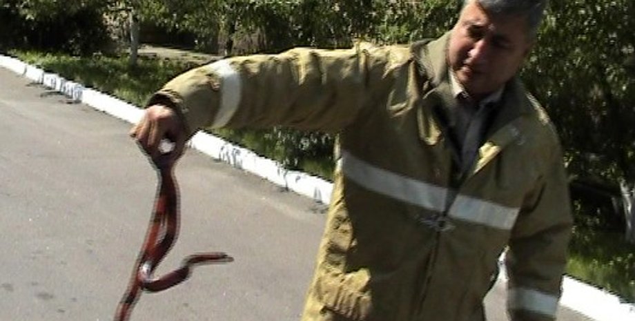 ГСЧС поймала змею в Киеве / Фото пресс-службы ГСЧС