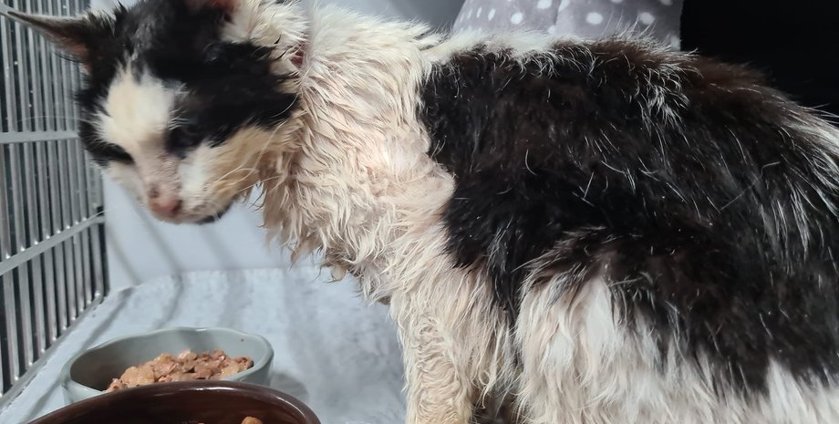 кошка, потеря, поиск животных, кошка возвращение