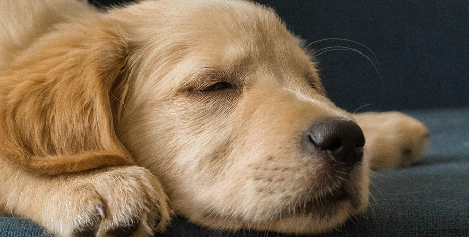 Золотистий ретривер одна з найкращих порід