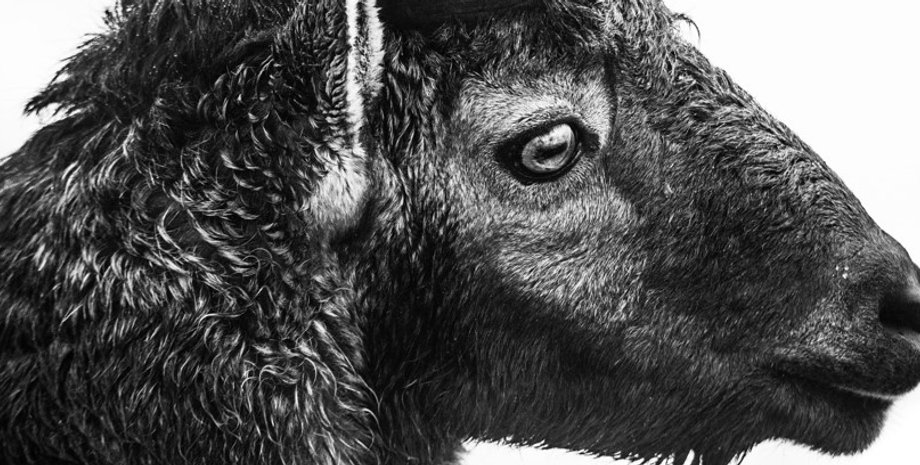 горные козы, альпийские козы