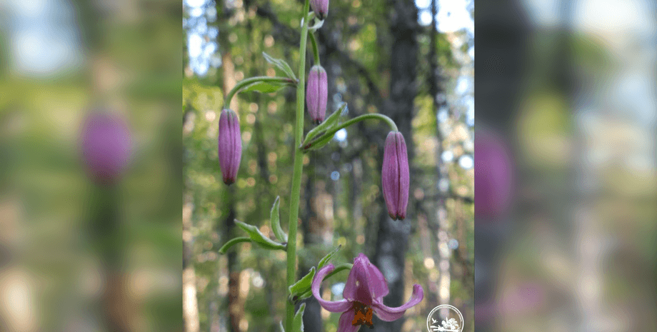 В Чорнобилі помітили рідкісну лісову лілію