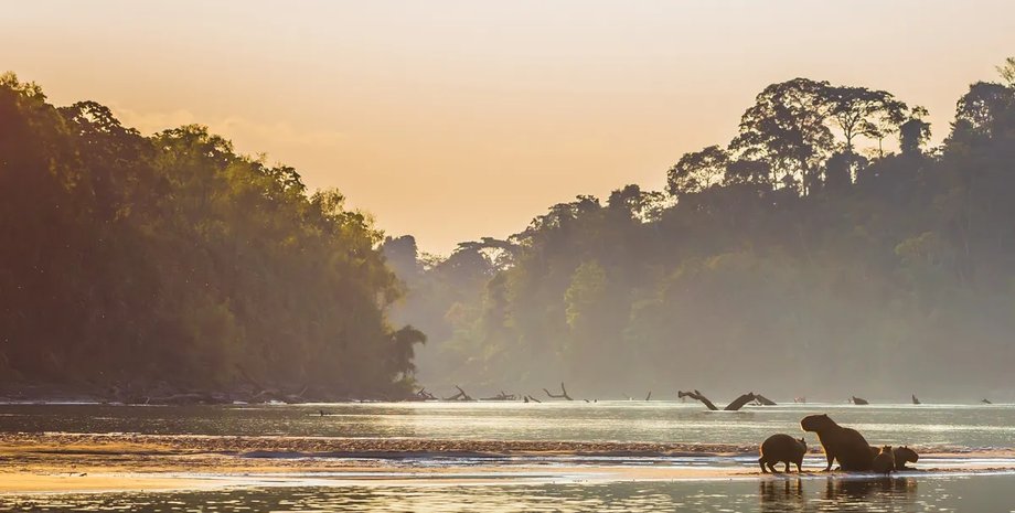 амазонка, леса амазонки, амазонка леса