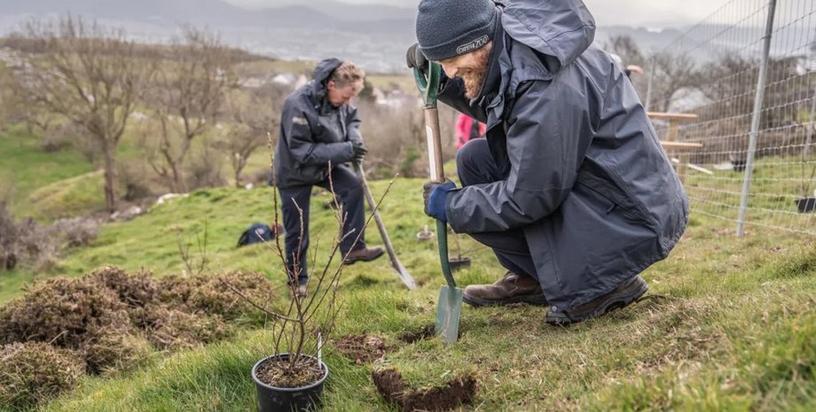 кизильник, высадка кизильника