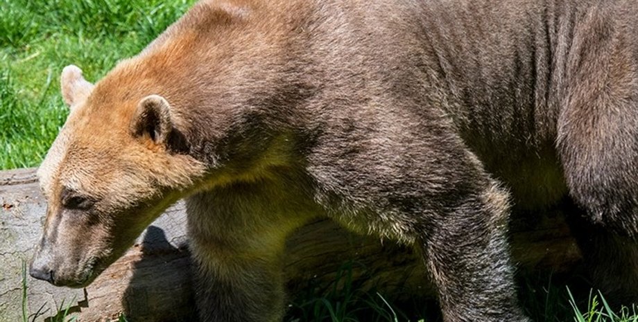 пиззли, гибрид бурого и белого медведей