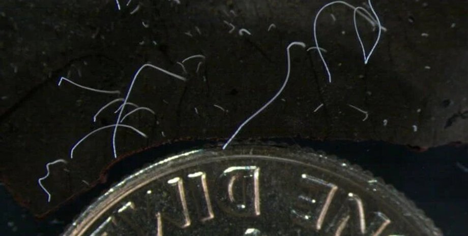 Thiomargarita magnifica, черный фон, фото