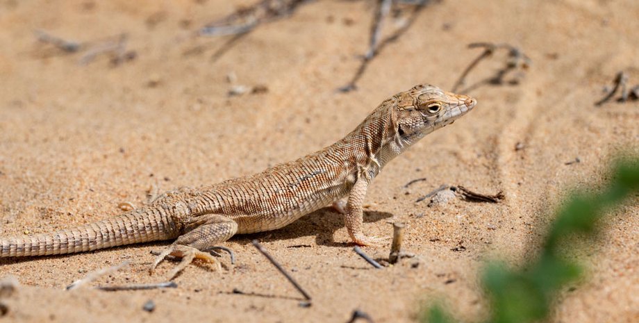 Ящерица, хищник, хвост, перелом, адаптация