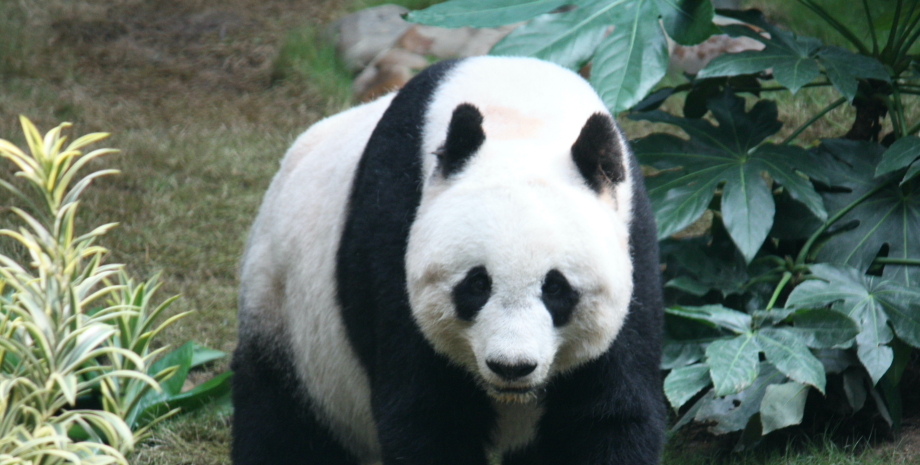Велика панда