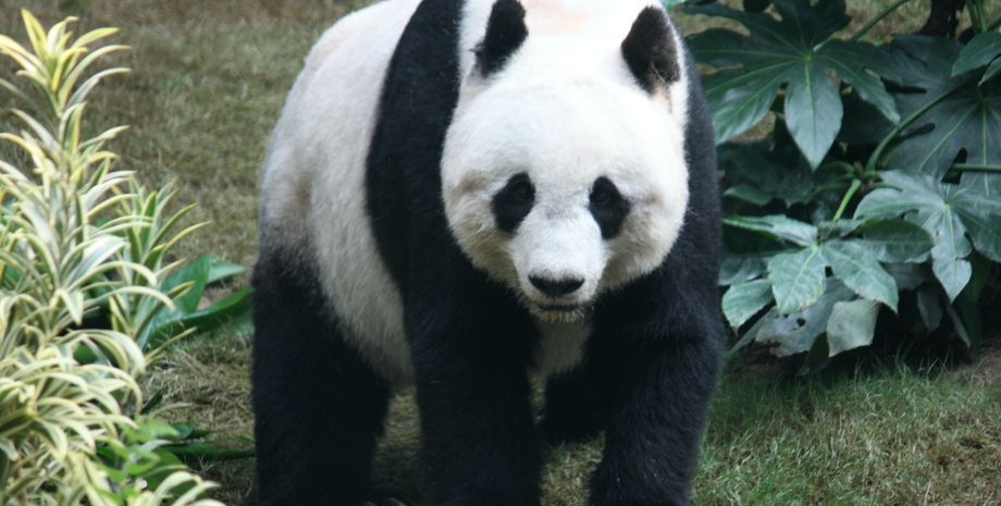 Большая панда