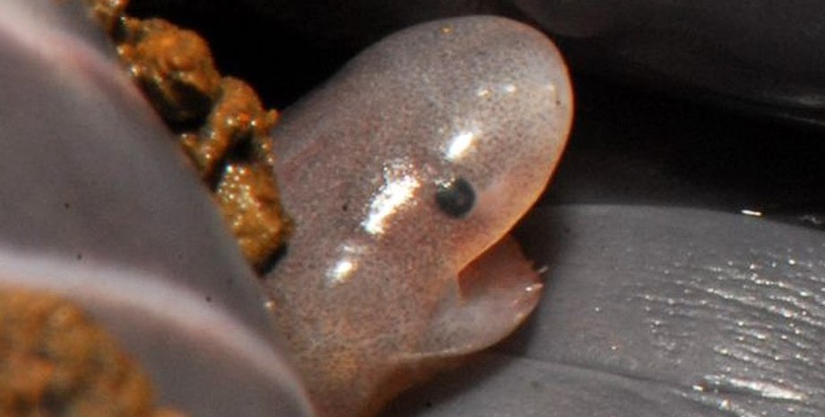 червяги, детеныш червяги