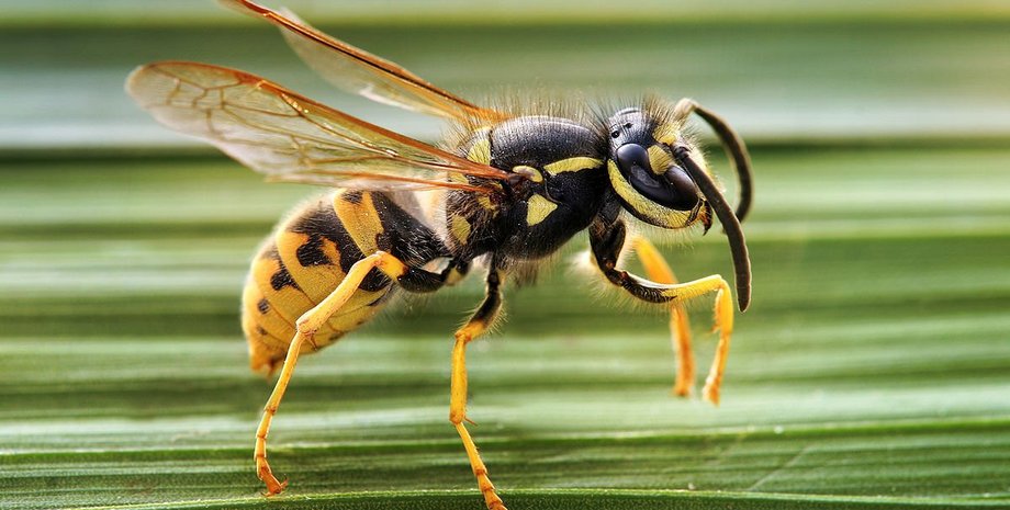 насекомое, оса, фото