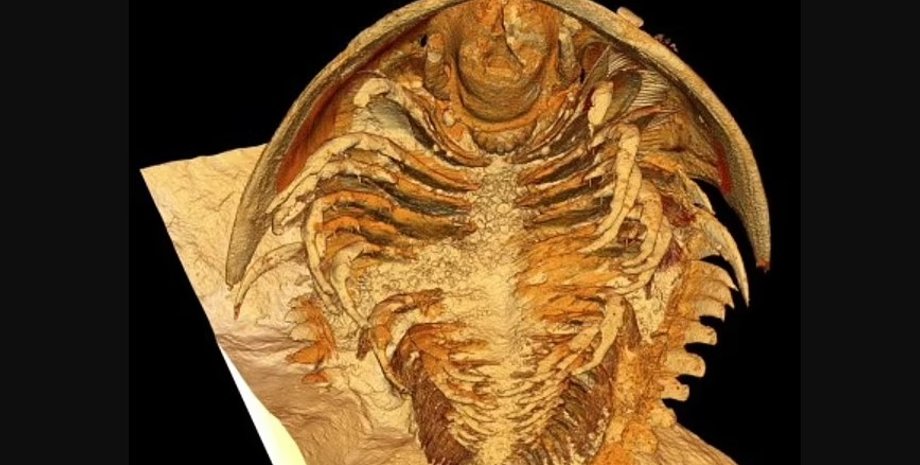 трилобіт, скам'янілість трилобіта, трилобіт скам'янілість