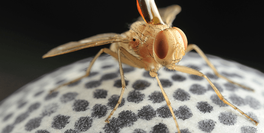 Муха Ormia ochracea / Фото: popmech.ru