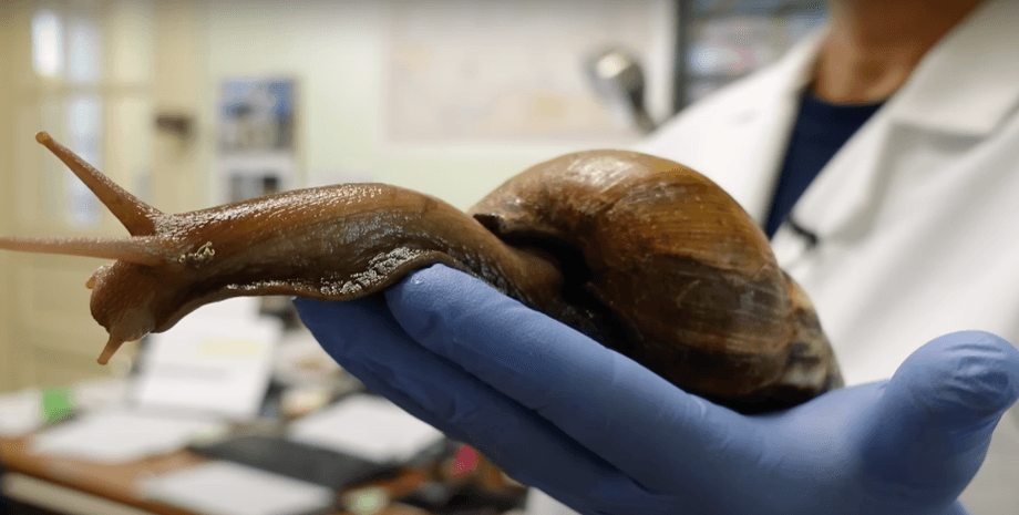 Равлики, гігантські равлики, небезпечні равлики, равлики паразити, равлики вбивці, нашестя равликів, карантин, Флорида, США