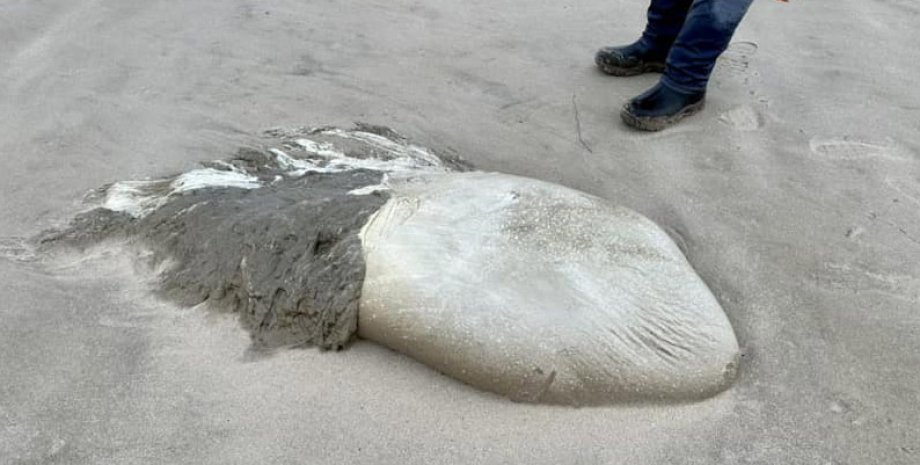 "Медуза", которую нашли у побережья