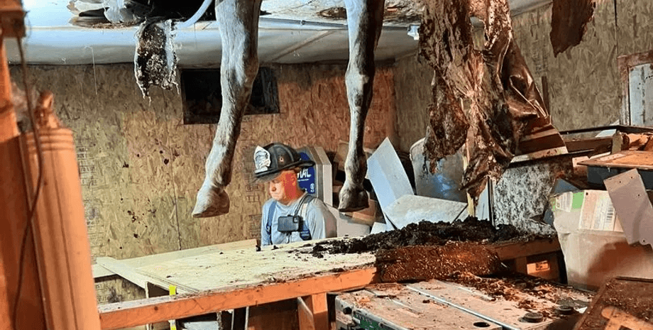 Лошадь провалилась сквозь пол, скакун, лошадь застряла в полу, ноги в потолке, ферма, спасатели, 4 часа спасали лошадь,