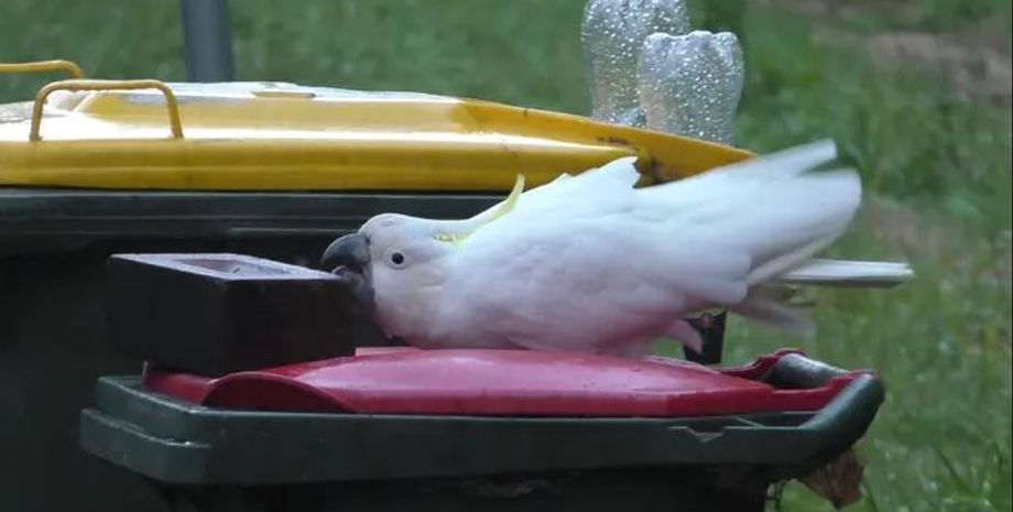 какаду, захист від какаду