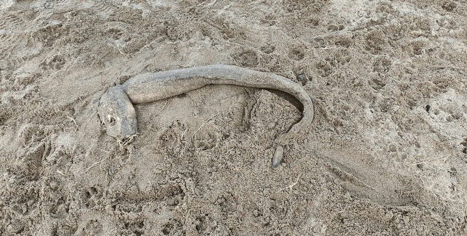 Морська істота, тварину викинуло на берег, вугор, конгер, викинуло на берег, незвичайна істота, загадкова істота, тварина, риба, пісок