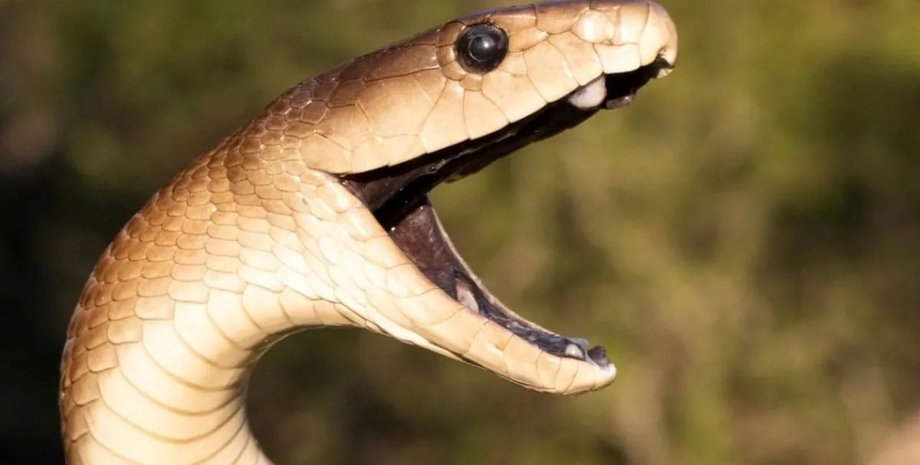 чорна мамба Смертоносний удар чорної мамби — чому укушені помирають, отримавши протиотруту0
