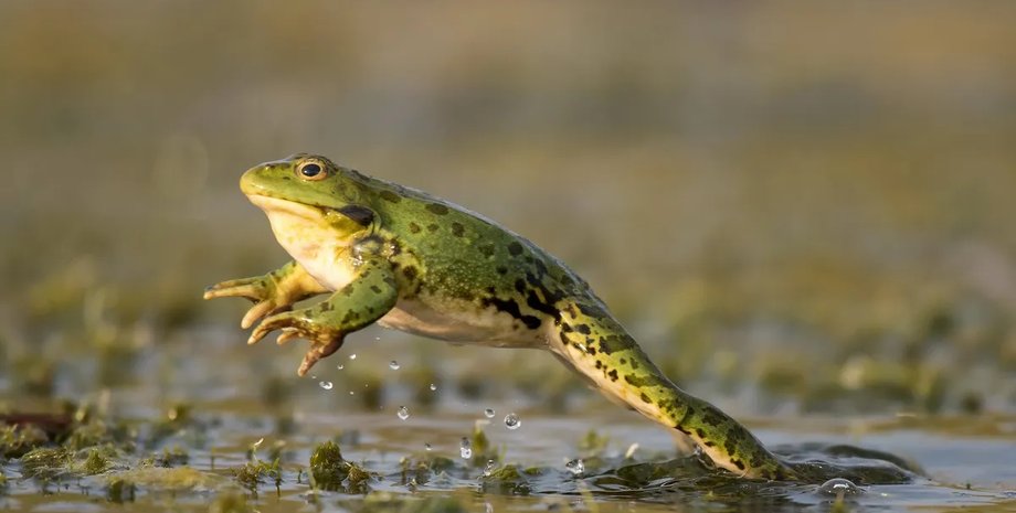 еволюція жаб