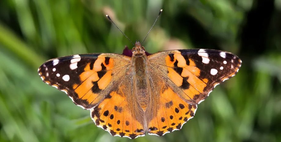 бабочки, репейницы, миграция репейниц