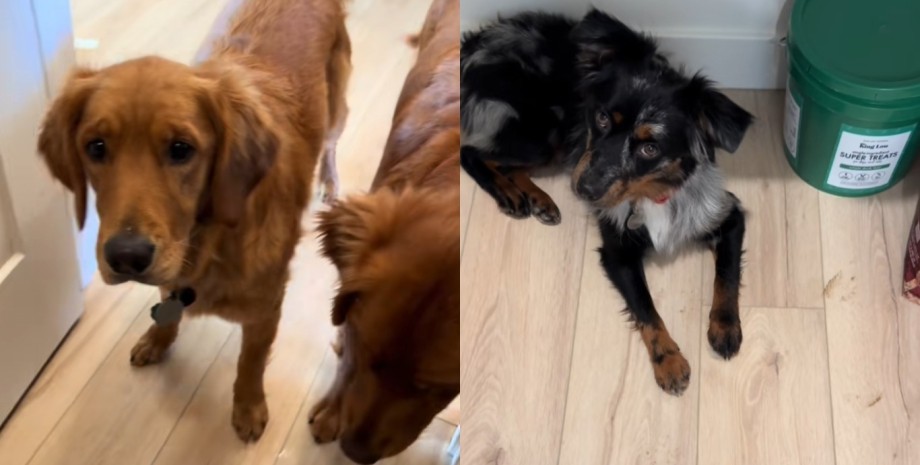 Собаки заметили незваного гостя в доме Собаки заметили незваного гостя в доме, которым оказалась крошечная лягушка