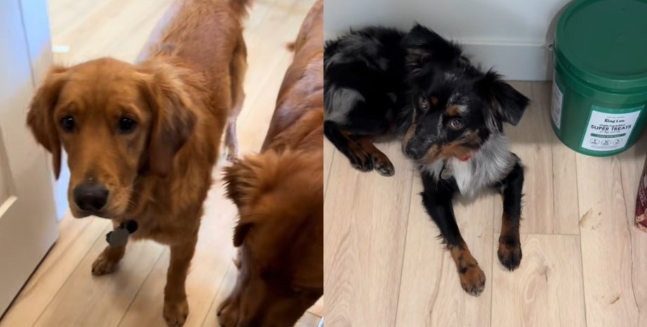 Собаки помітили непроханого гостя в будинку, яким виявилася крихітна жаба