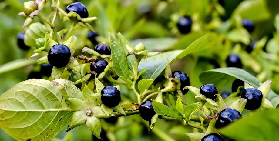 белладонна ягоды