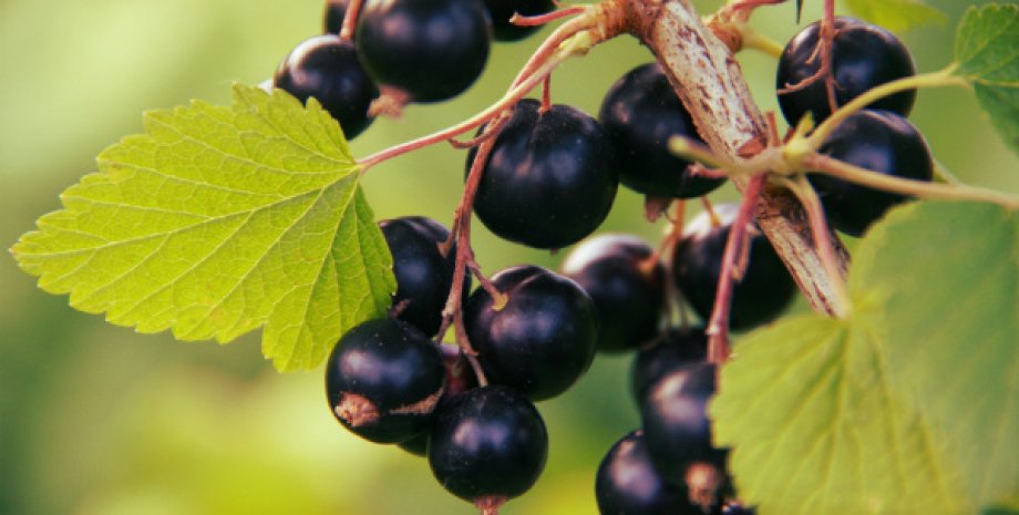 Gardeners were forbidden to grow black currant, because her bushes liked as an i...