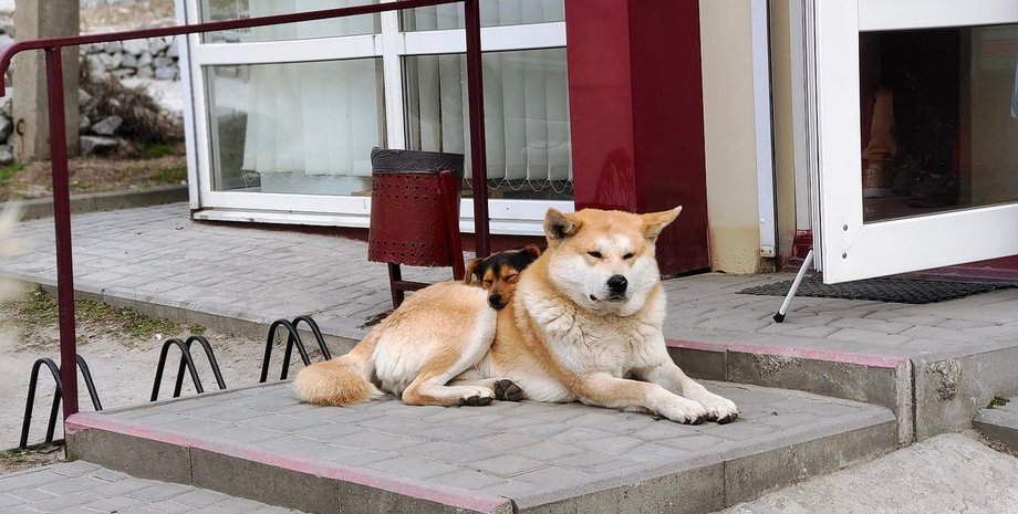 новости запорожья, малокатериновка. собака, хатико, пес. война, война в украине