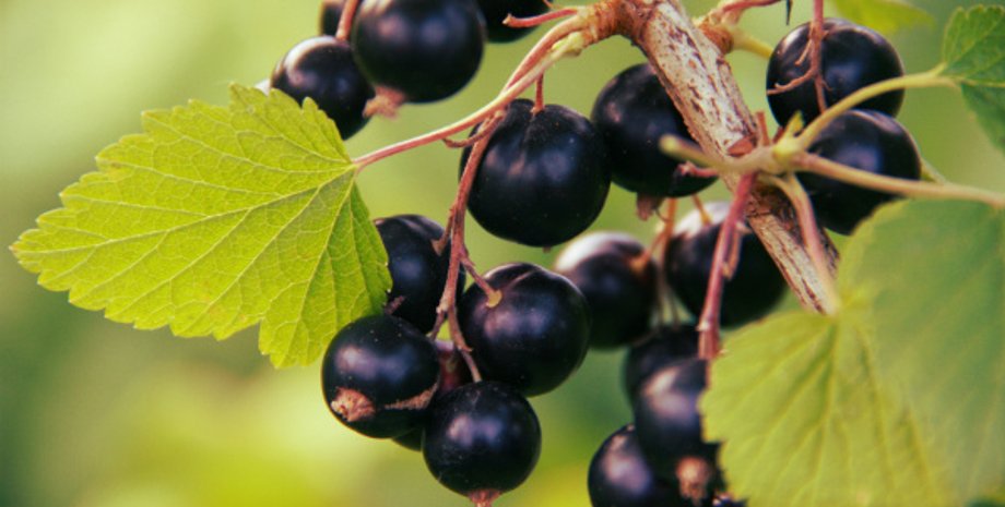 Чорна смородина, ягоди, гілка смородини, заборонили вирощування