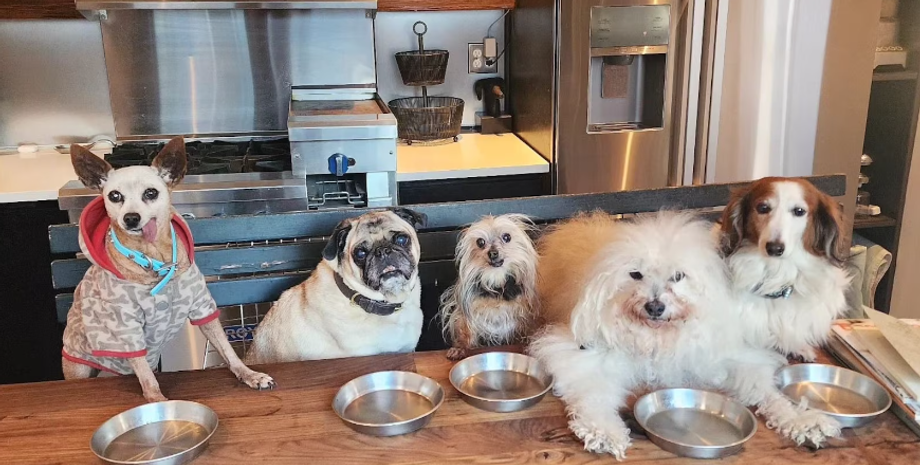 Волонтерство, помощь обездоленным животным, собаки, псы, США, фото