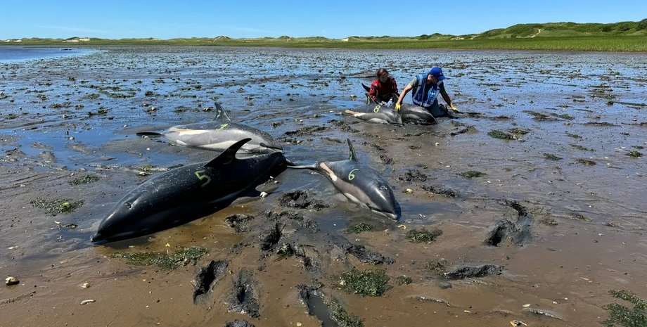 дельфины, дельфины выбросились