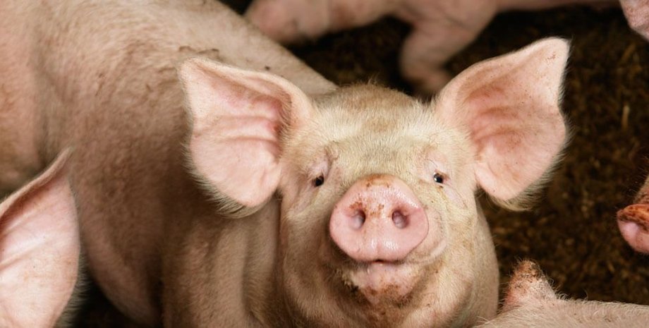 Свині, звуки, частоти, радість, смуток