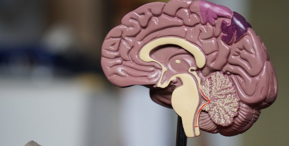 мозг, шестое чувство