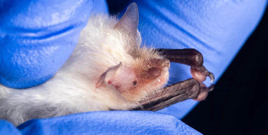 кажан, кажан лейцизм, кажан лейцизм