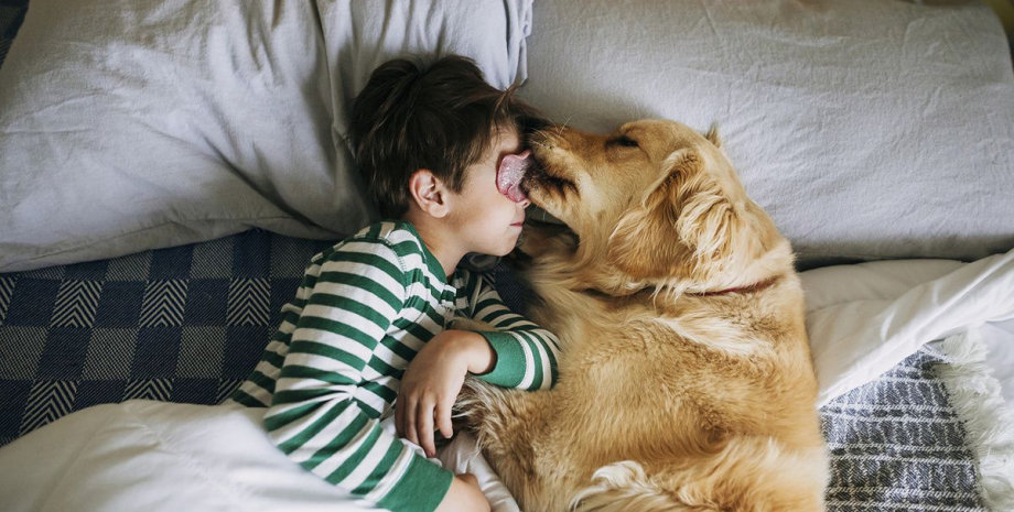 Собака и ребенок Собака, животное, домашний любимец, породы собак