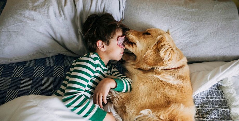 Собака, животное, домашний любимец, породы собак