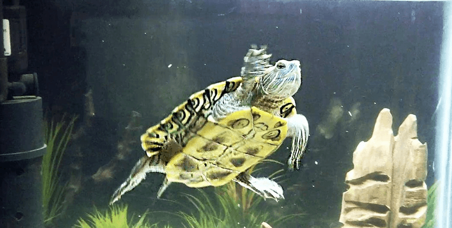 Черепаха в акваріумі, черепаха, дві черепахи, домашня черепаха, вкрали черепаху, зникла черепаха, 38 років разом, домашня тварина