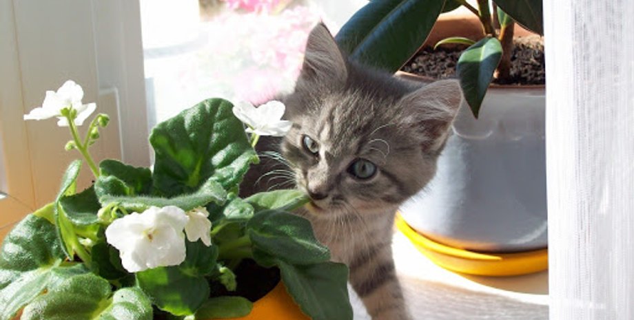 комнатные цветы, домашние животные
