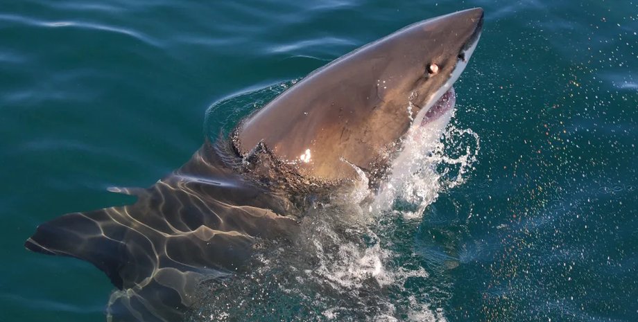 глаза акулы светятся