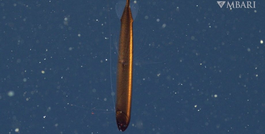 рыба, Bathophilus flemingi, океан, фото