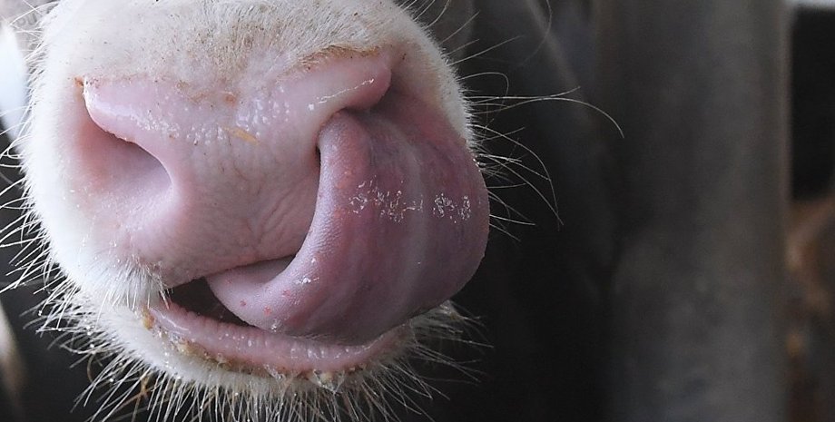 Фото: Sputnik Молдова