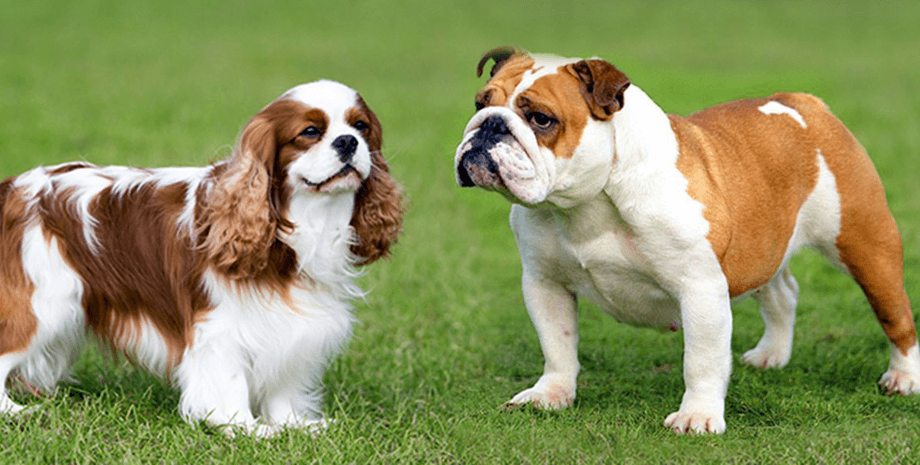 английский бульдог, спаниель, кавалер-кинг-чарльз-спаниель, Норвегия, суд Норвегии запретил бульдогов