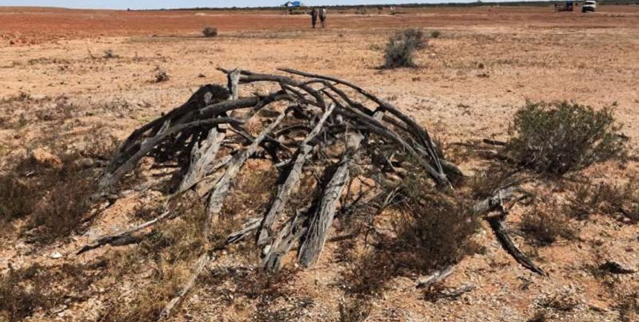 растения, засуха, устойчивость, аборигены, исследования, история, исследователи, ученые, карьер, генетика, раскопки, ботаника, сельское хозяйство, климат, собиратели, отрасль, флора