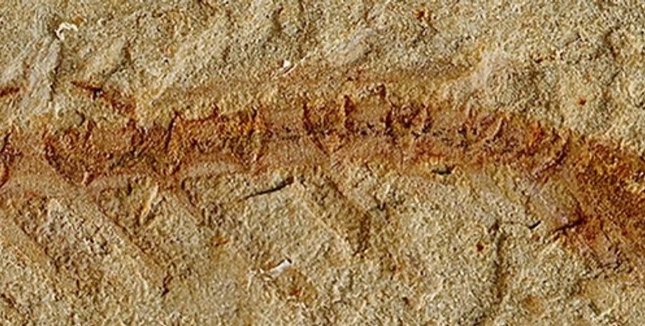 Скам'янілість, Cardiodictyon catenulum