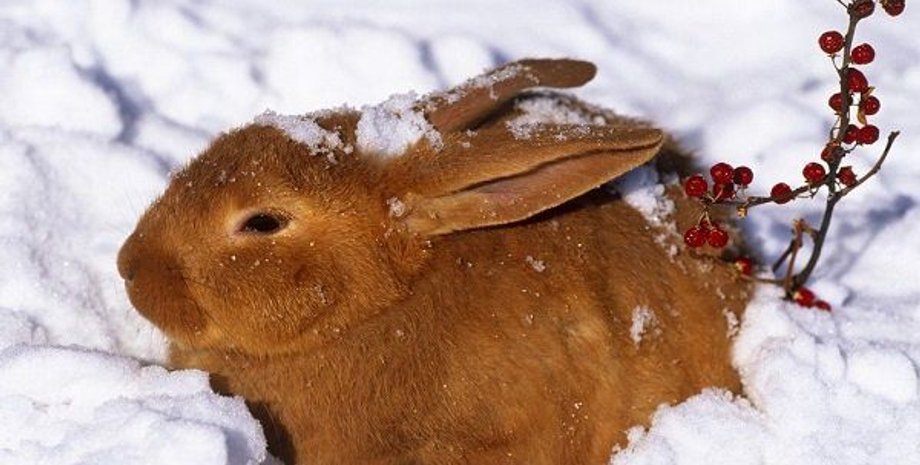 анисия зимняя, порезуха, 12 января, какой праздник, что нельзя делать 12 января