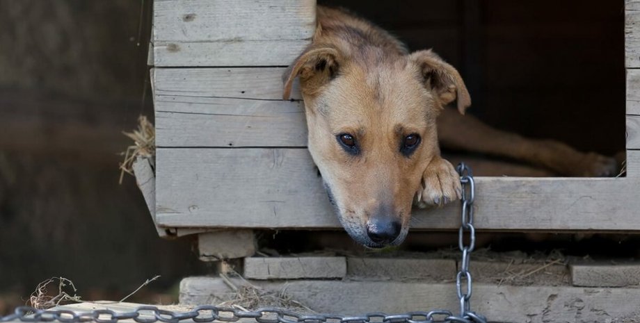 В Україні заборонили постійно тримати собак на прив'язі: які зміни запровадили в утриманні тварин В Україні заборонили постійно тримати собак на прив'язі