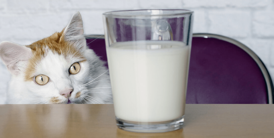 кот, стол, стул, стакан, молоко, фото